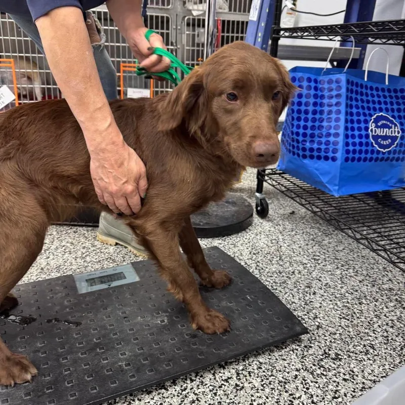 An adult medium-sized female Brown / Chocolate Mixed Breed dog named Ghirardelli for adoption in Fredericksburg, VA