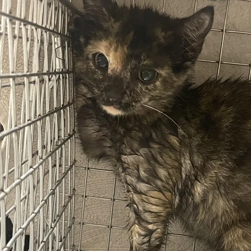 A baby small-sized female Tortoiseshell Domestic Short Hair cat named Sweets for adoption in Dickinson, TX