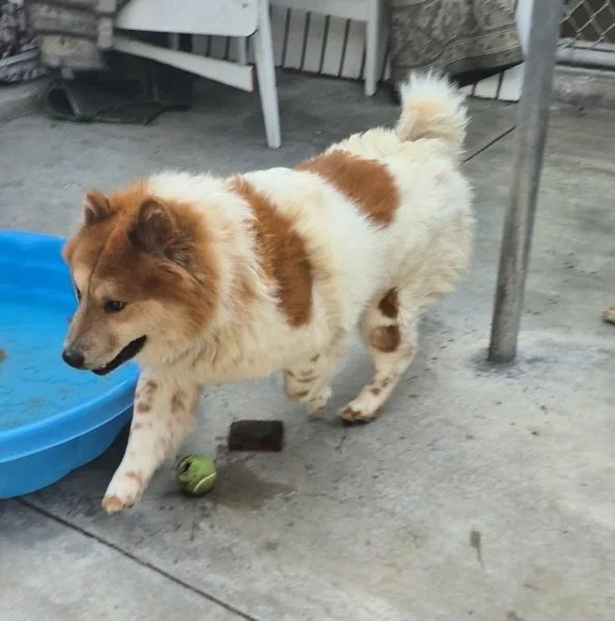 A young medium-sized male Brown / Chocolate Chow Chow dog named Toby Maguire Chow! for adoption in Manhattan Beach, CA