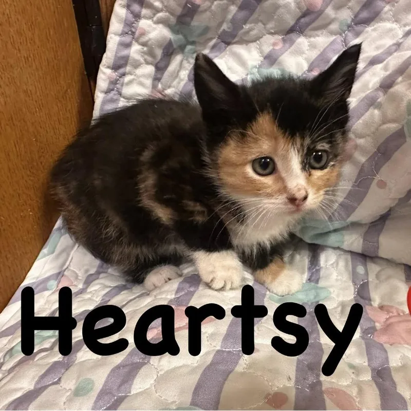 Heartsy
