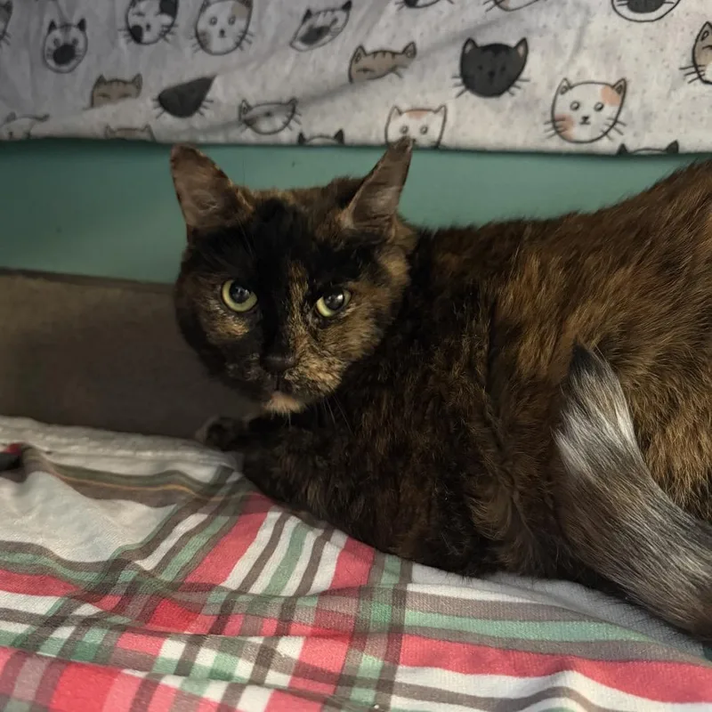 A senior extra large-sized female Tortoiseshell Domestic Short Hair cat named Big love for adoption in Hamburg, NY