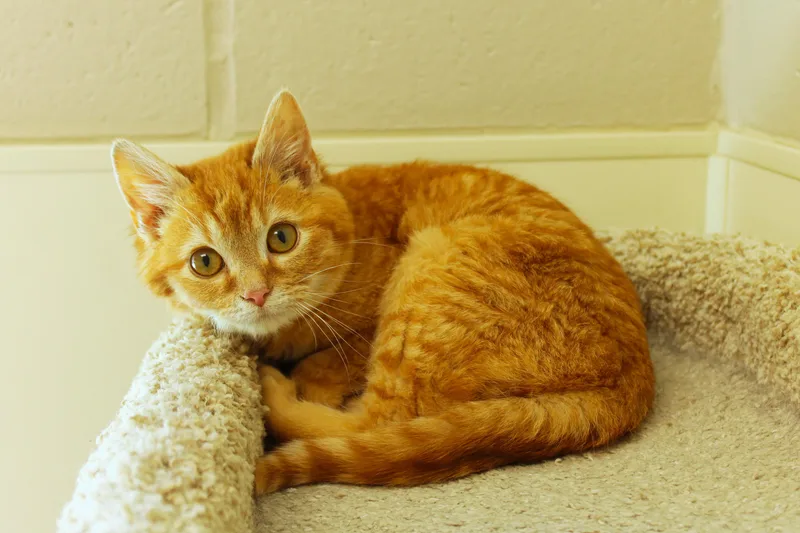 A baby medium-sized male Tabby (Orange / Red) Domestic Medium Hair cat named Sol for adoption in Urbana, OH
