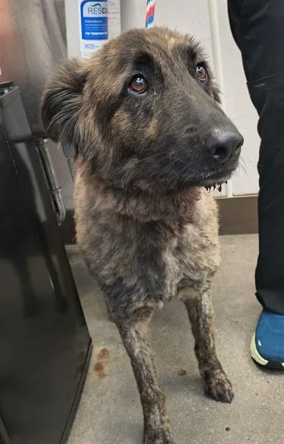 An adult large-sized male German Shepherd Dog dog named Chunk for adoption in Tucson, AZ