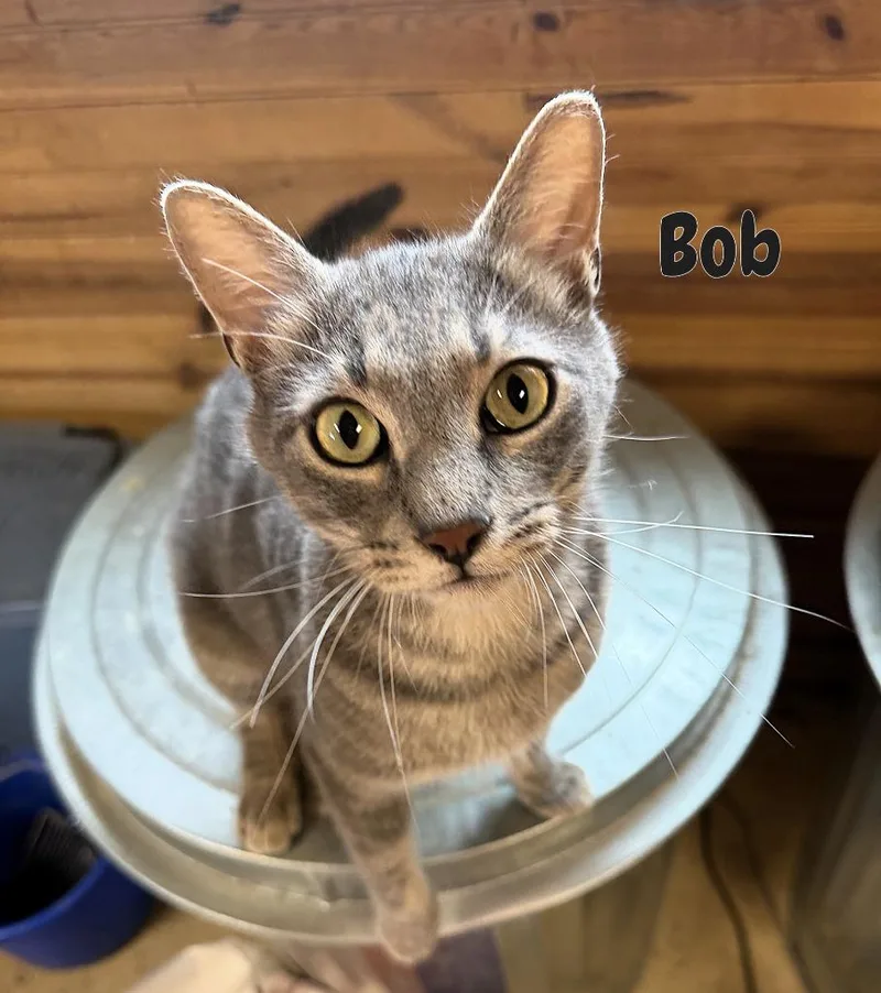 Bob