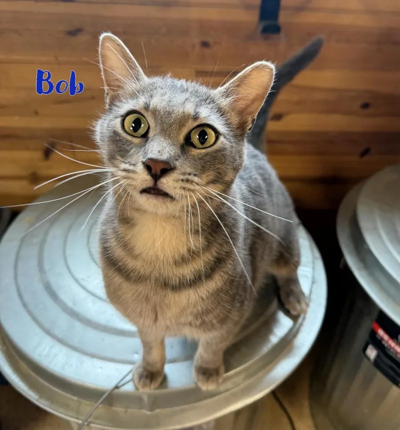 Bob thumbnail 2