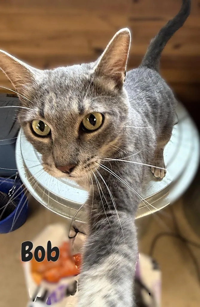 Bob thumbnail 4