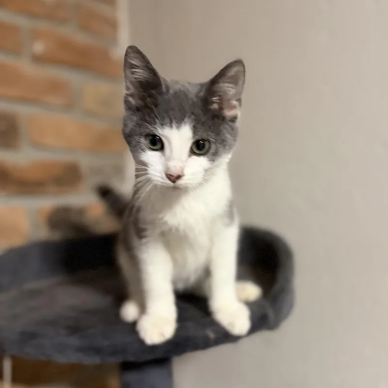Percy