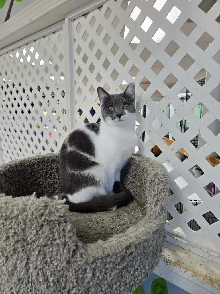 A young medium-sized female Domestic Short Hair cat named Crepes for adoption in Rome, GA