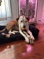 An adult large-sized male Mixed Breed dog named Milo for adoption in West Chester, PA
