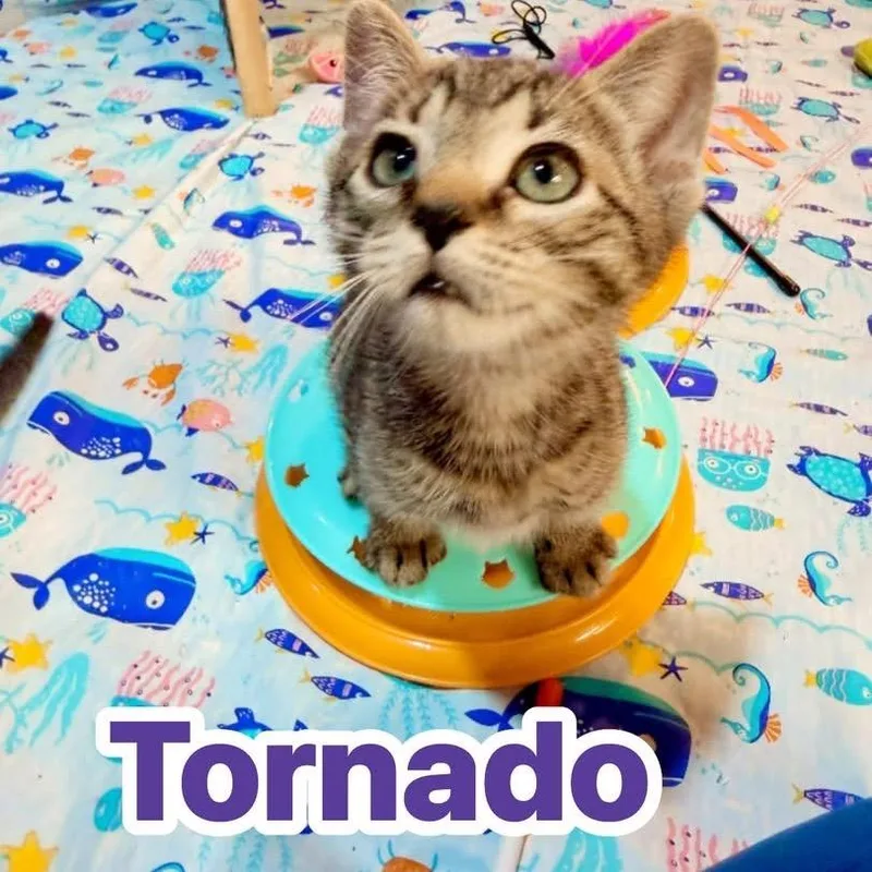 A baby small-sized male Brown / Chocolate Domestic Short Hair cat named Tornado for adoption in Pocono Summit, PA