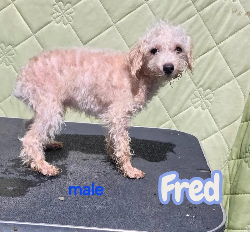 A baby small-sized male Schnoodle dog named Fred for adoption in Semmes, AL