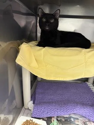 An adult small-sized male Domestic Short Hair cat named Denny for adoption in Madison, NJ