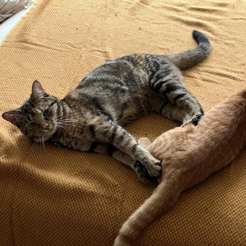 Juliette thumbnail 2