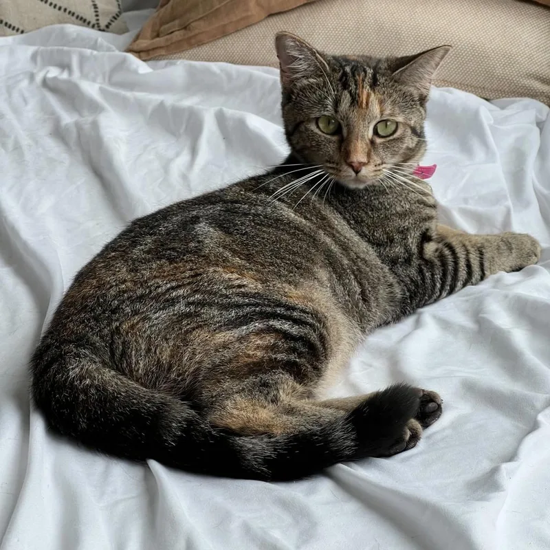 Juliette thumbnail 3