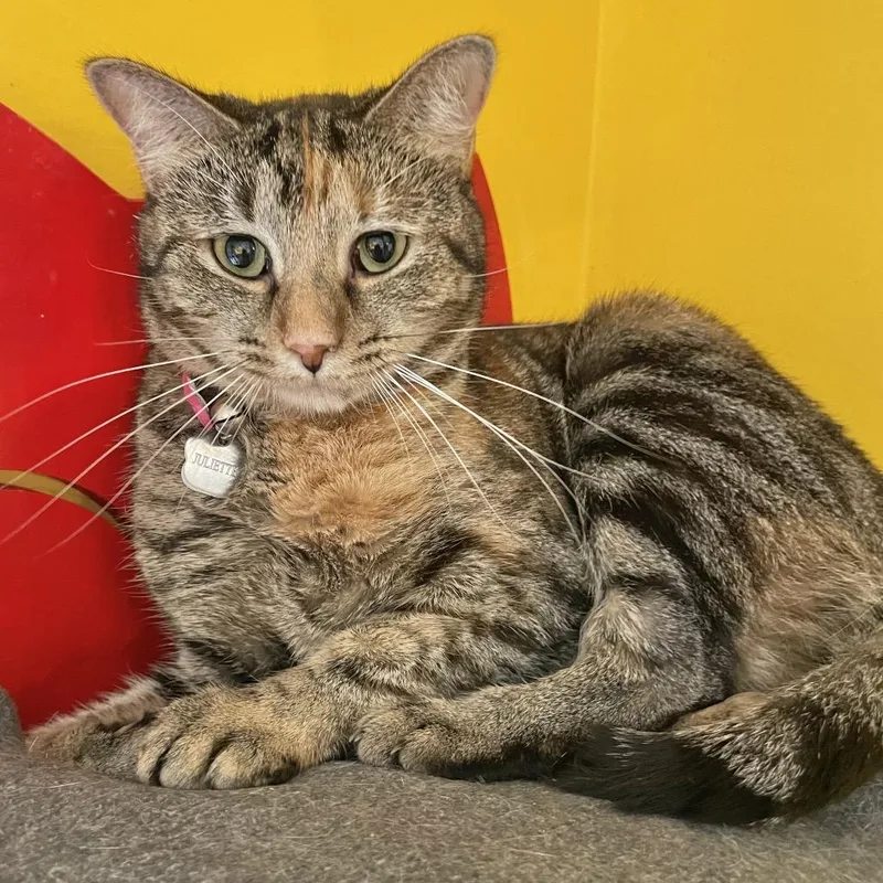 Juliette thumbnail 5