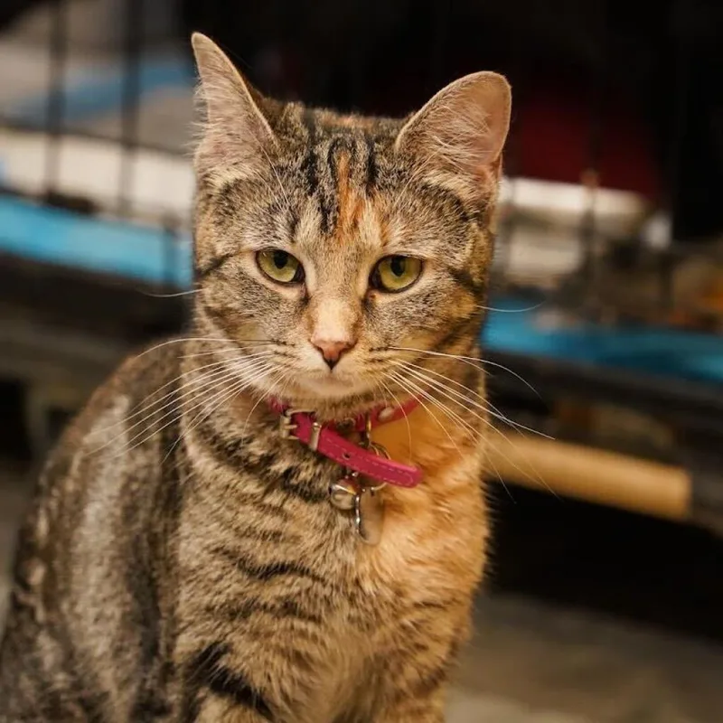 Juliette thumbnail 6