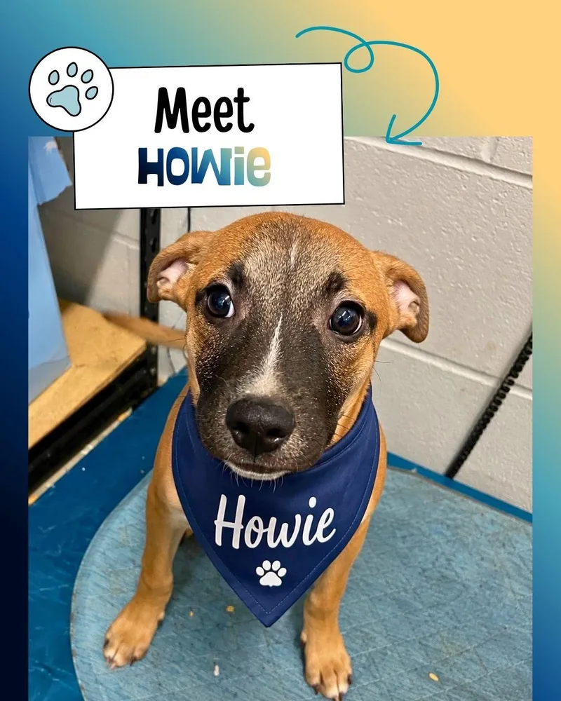 Howie