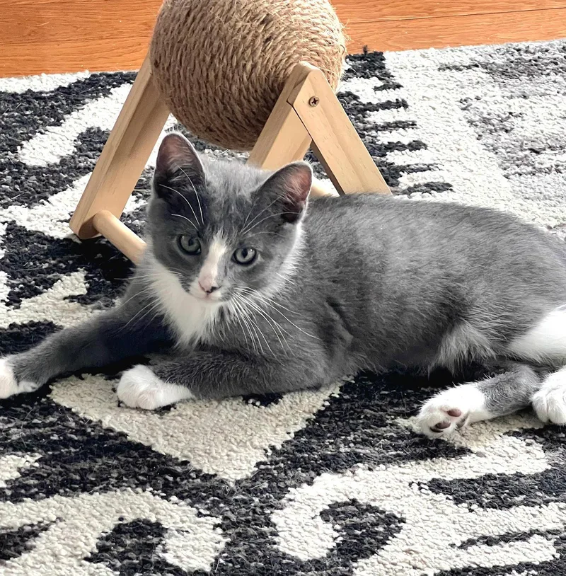 A baby medium-sized male Gray & White Domestic Short Hair cat named Floyd for adoption in Whitehall, PA