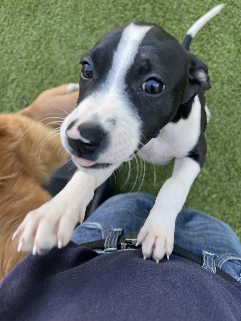 A baby medium-sized male Pit Bull Terrier dog named Stitch for adoption in North Miami, FL