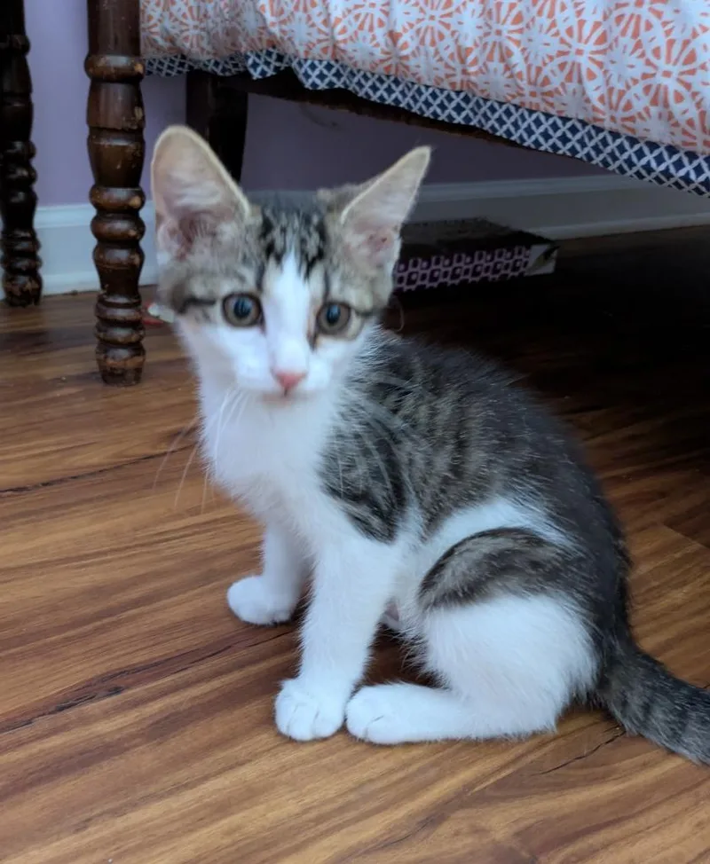 A baby medium-sized female Domestic Short Hair cat named Taren for adoption in Youngsville, NC