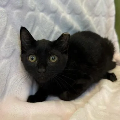 A baby small-sized female Domestic Short Hair cat named Sprout for adoption in Janesville, WI