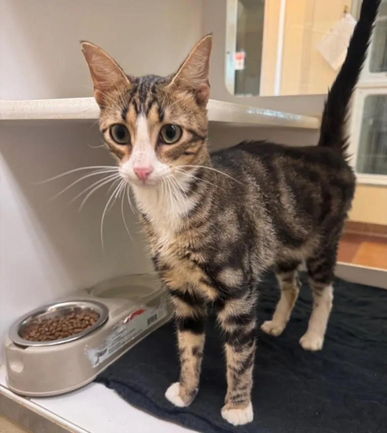 An adult medium-sized male Domestic Short Hair cat named Poe for adoption in Texas City, TX