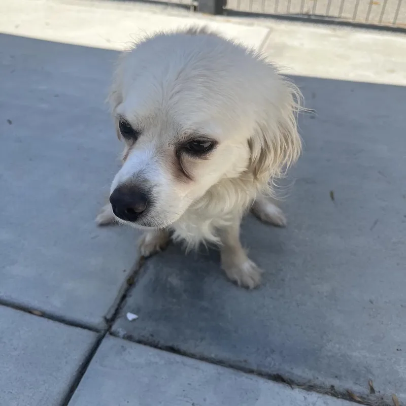 An adult small-sized male Apricot / Beige Chihuahua dog named Bandito for adoption in Long Beach, CA