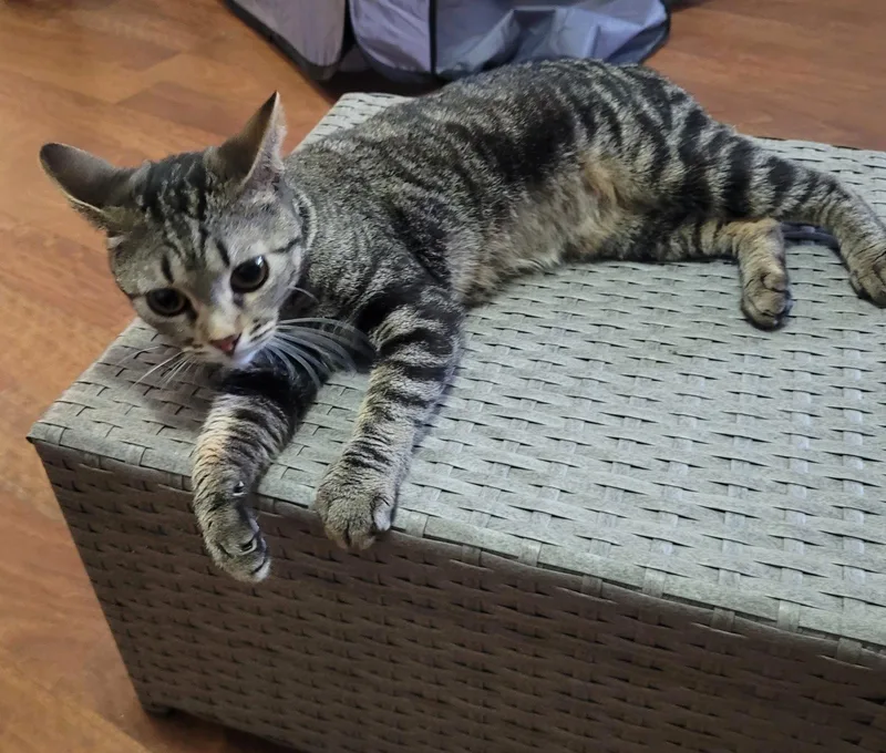 A young medium-sized female Domestic Short Hair cat named Ivy for adoption in Glendale, AZ