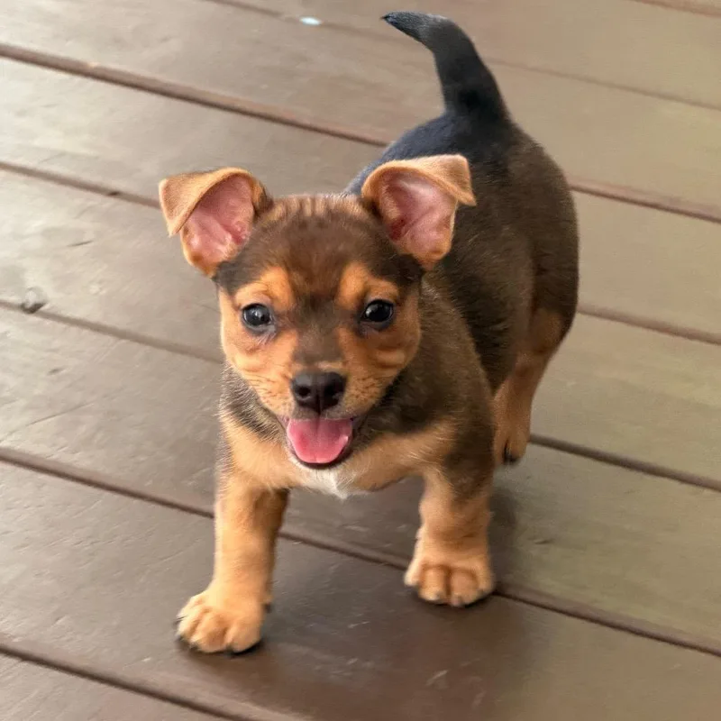 A baby small-sized female Black Dachshund dog named Smidge for adoption in Kansas City, MO