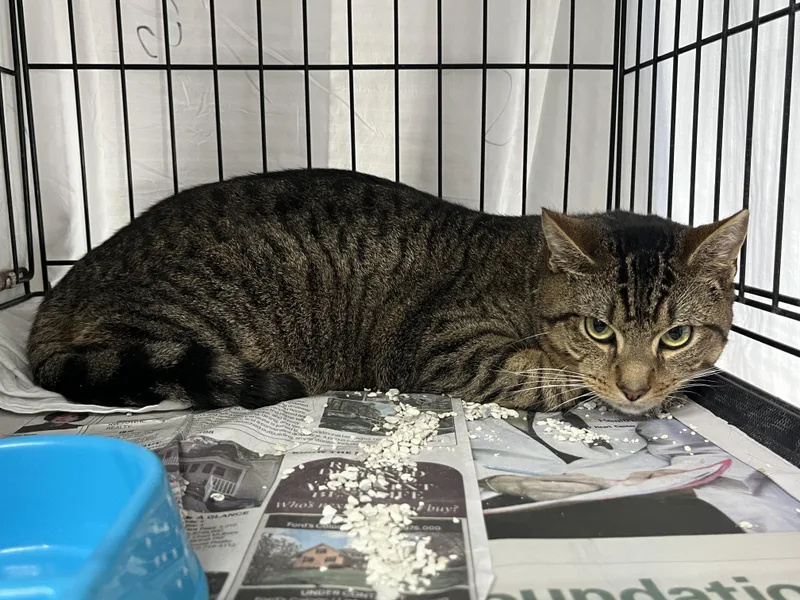 An adult medium-sized male Tabby (Brown / Chocolate) Domestic Short Hair cat named Jon Tanner for adoption in Williamsburg, VA