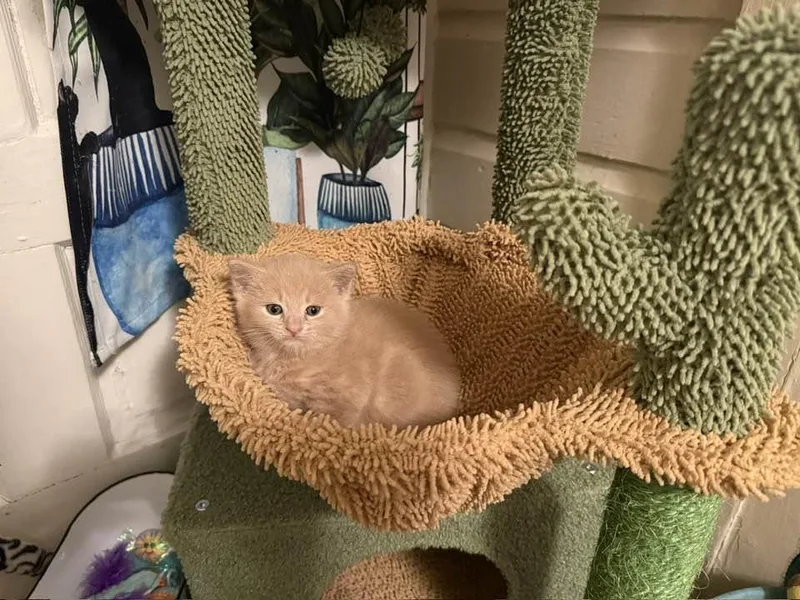 A baby small-sized male Domestic Medium Hair cat named Custard for adoption in Bethel Park, PA