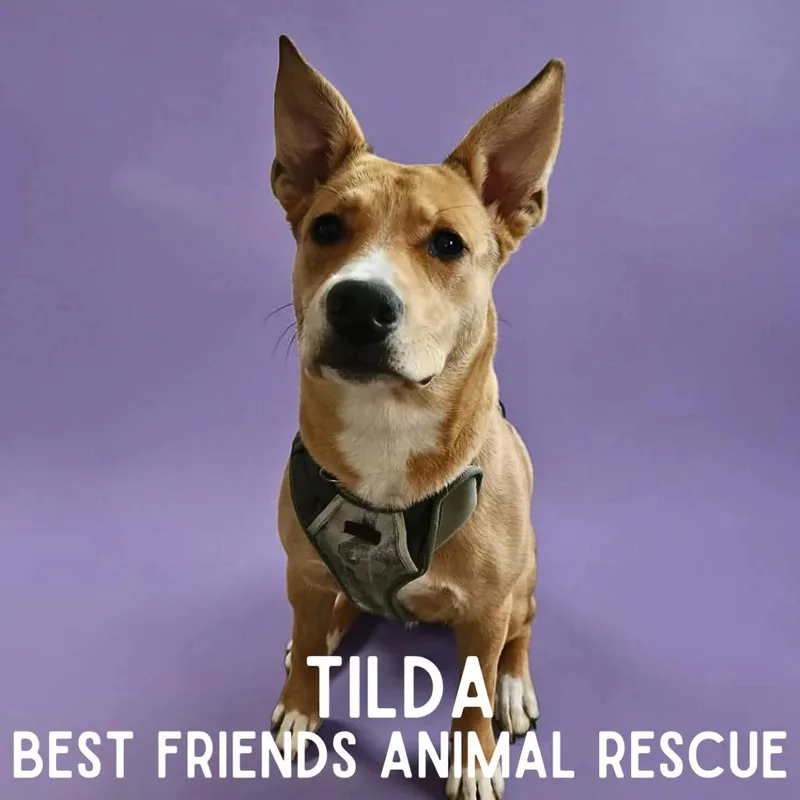 A young medium-sized female Yellow / Tan / Blond / Fawn Husky dog named Tilda for adoption in Wasilla, AK