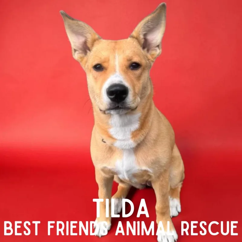 Tilda thumbnail 2