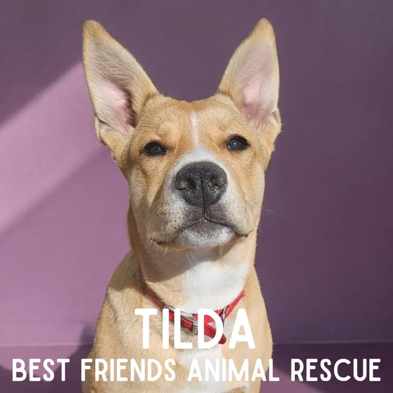 Tilda thumbnail 4