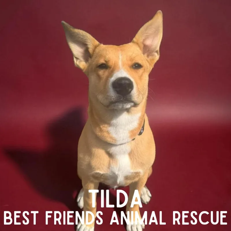 Tilda thumbnail 5