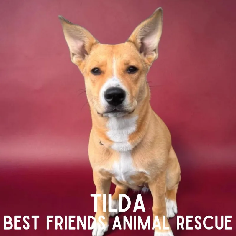 Tilda thumbnail 6