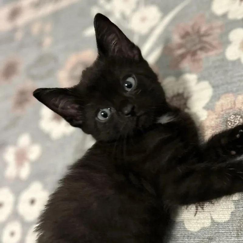 A baby small-sized male Black Domestic Short Hair cat named Crew for adoption in Fairfax Station, VA