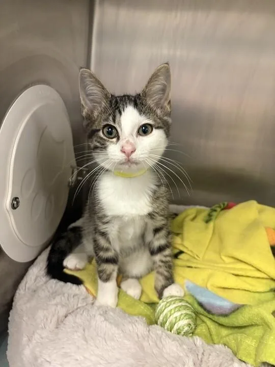 A young small-sized male Tabby (Brown / Chocolate) Domestic Short Hair cat named Bakers Man for adoption in Cincinnati, OH