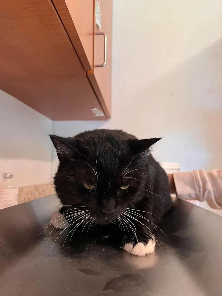 An adult large-sized female Domestic Short Hair cat named Pearl for adoption in Peru, NY