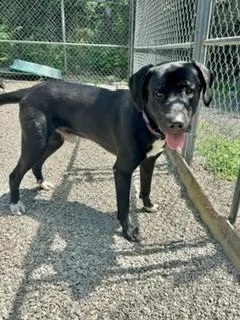 An adult large-sized male Black Labrador Retriever dog named Oakley for adoption in Parsippany, NJ