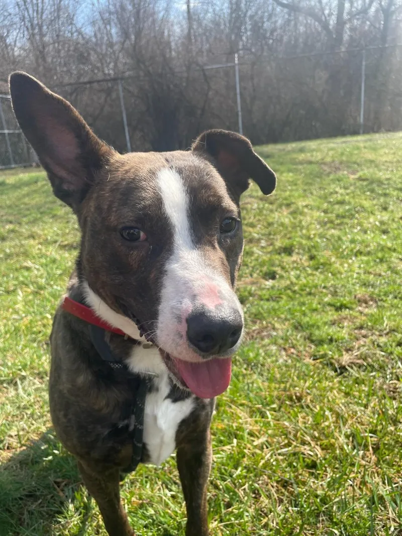 Rex Walnut thumbnail 2