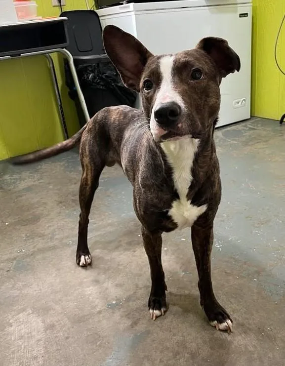 Rex Walnut thumbnail 3