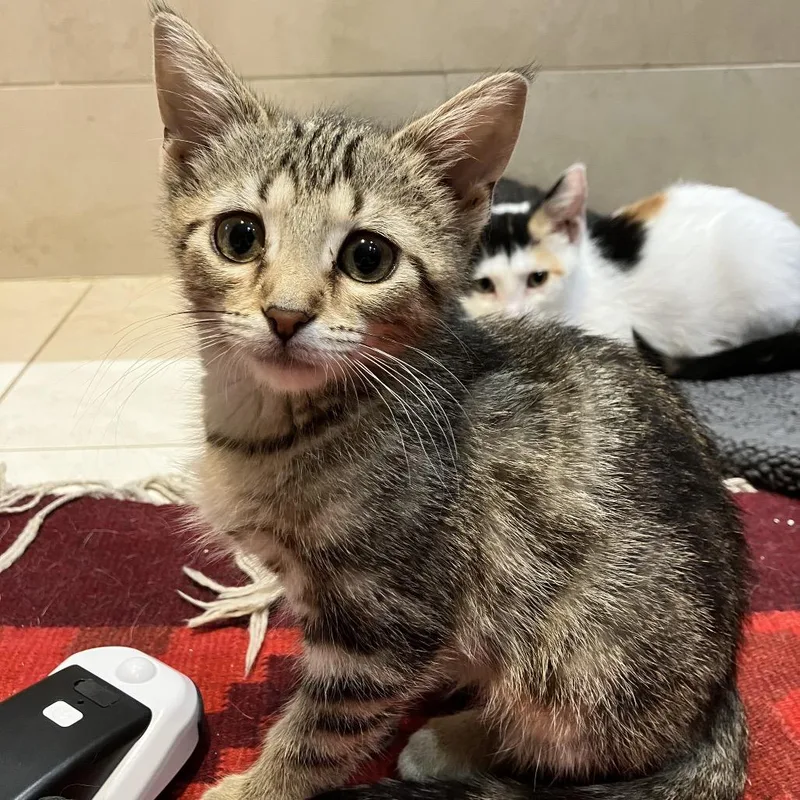 A baby medium-sized female Brown / Chocolate Domestic Medium Hair cat named Pompeii for adoption in Ferndale, MI