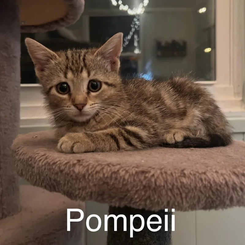 Pompeii thumbnail 5