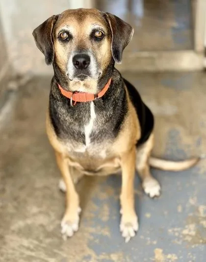 An adult large-sized female Beagle dog named Lola for adoption in Inverness, FL