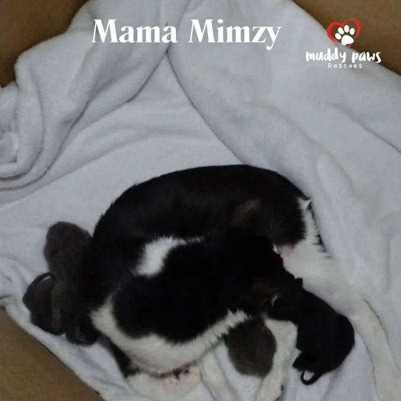 Mama Mimzy's: Dutchess