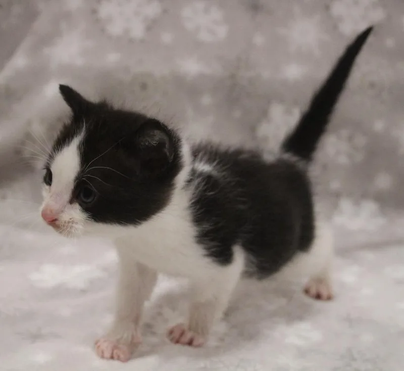 A baby medium-sized male Domestic Medium Hair cat named Dane for adoption in Vacaville, CA