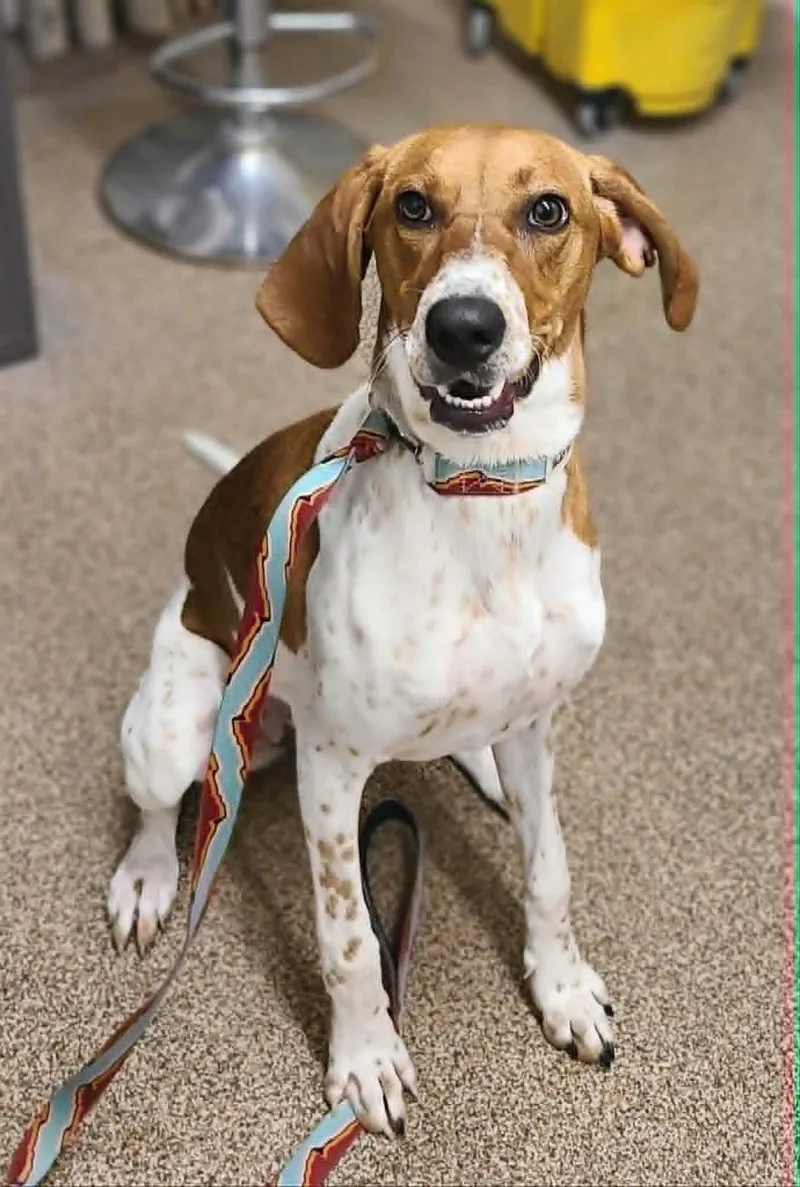 A young medium-sized female Red / Chestnut / Orange Coonhound dog named Bonnie for adoption in Fruit Heights, UT