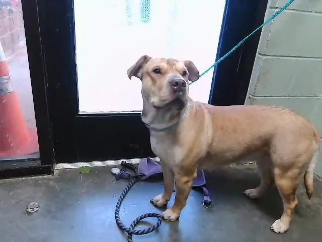 A young medium-sized female Shar-Pei dog named Mommas for adoption in Tulsa, OK