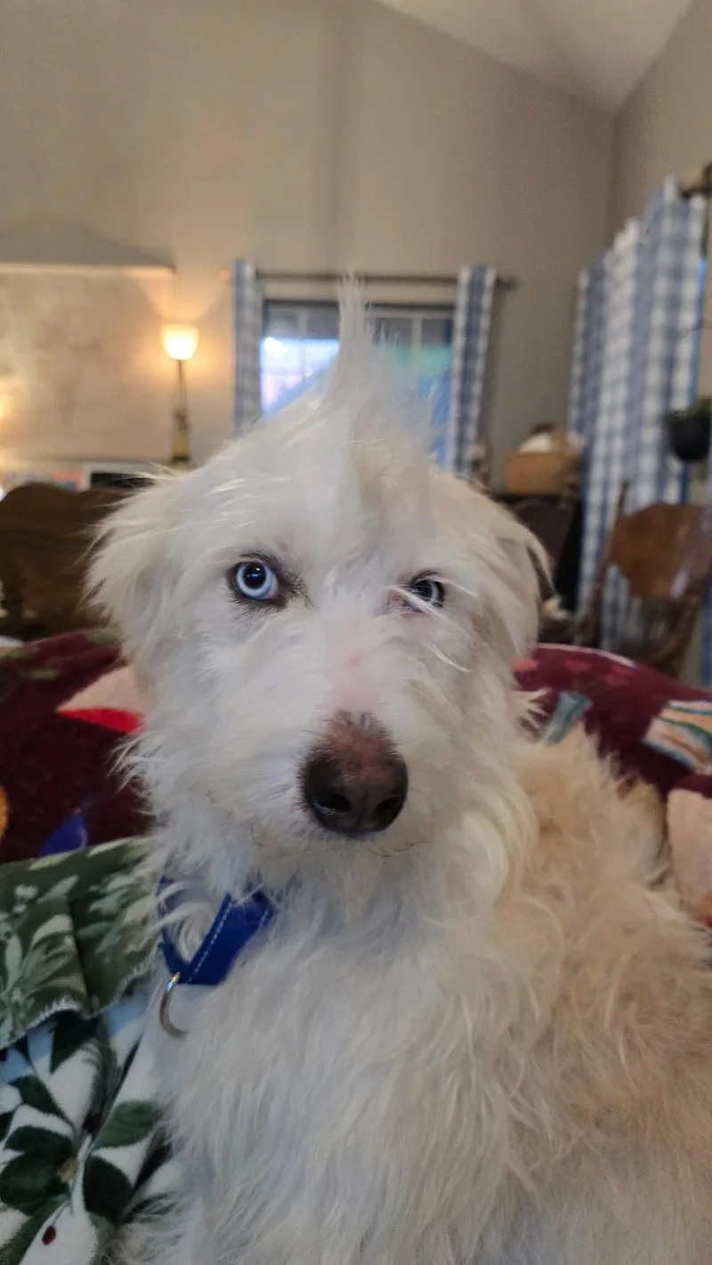 A young medium-sized male White / Cream Australian Shepherd dog named Pinky Sky for adoption in Lakeport, CA